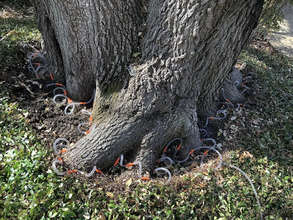 Detailed Tree Cabling and Bracing job site in Clarion