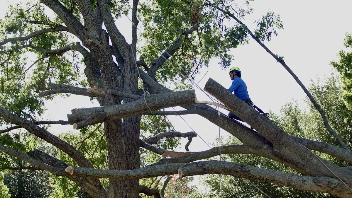 Professional Crown Thinning performed by certified arborists in Clarion