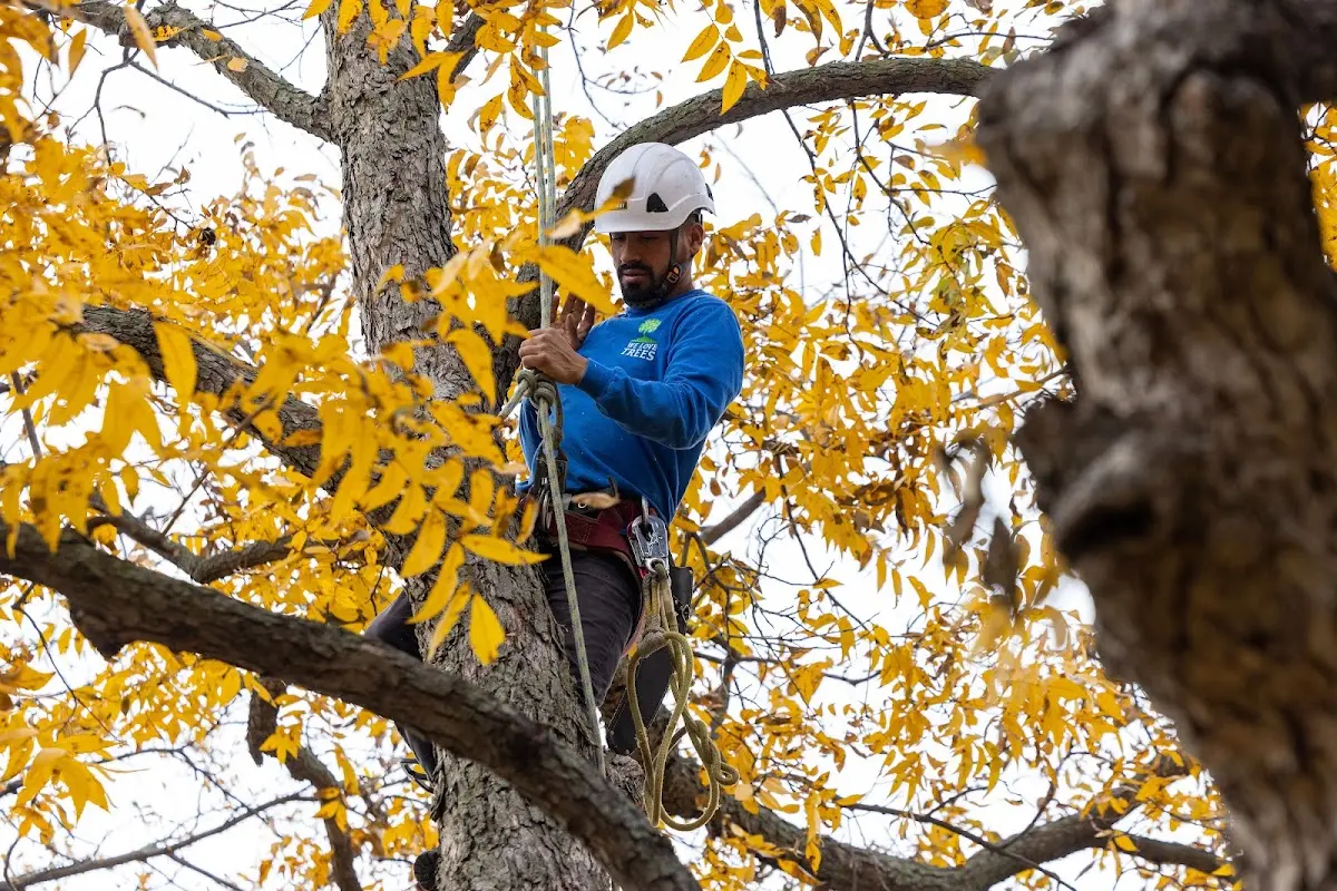Skilled Tree Transplanting crew working in Clarion